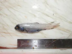 Goiter Blacksmelt thumbnail 1