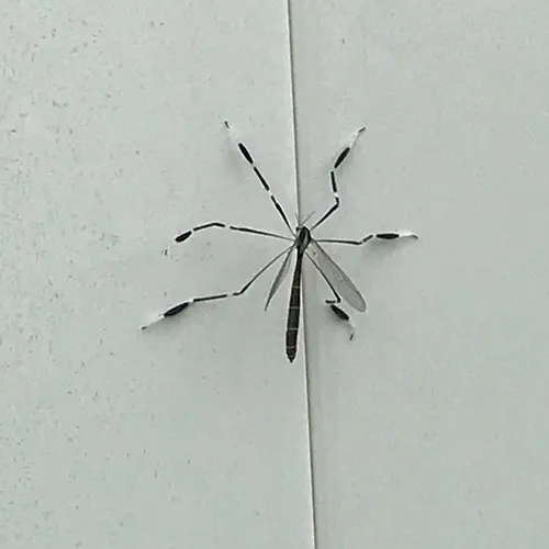 Eastern Phantom Crane Fly