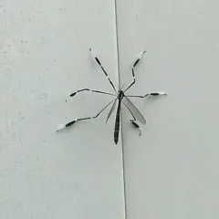 Eastern Phantom Crane Fly thumbnail 1