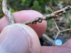 Polyschismium chailletii thumbnail 3