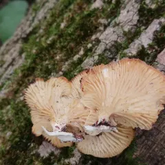 Neofavolus suavissimus thumbnail 4