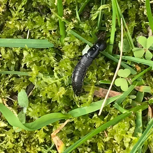 Ocypus nitens