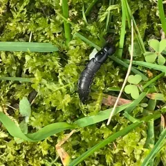 Ocypus nitens thumbnail 1
