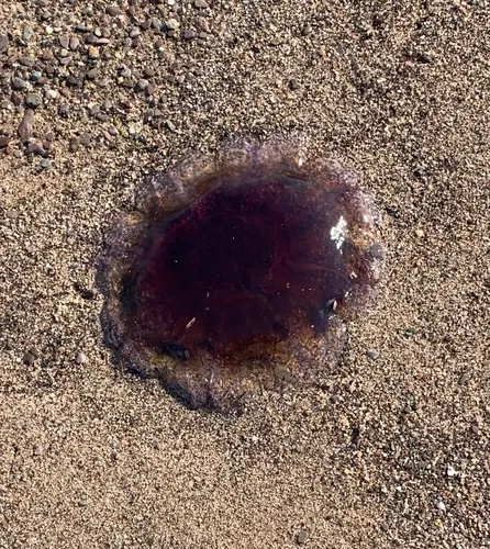 Lion's Mane Jelly