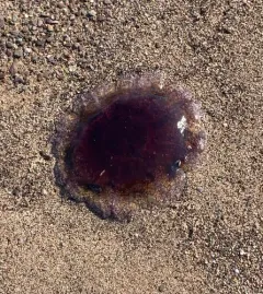 Lion's Mane Jelly thumbnail 1