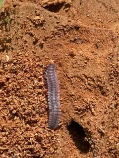 Urochordeuma bumpusi thumbnail 3