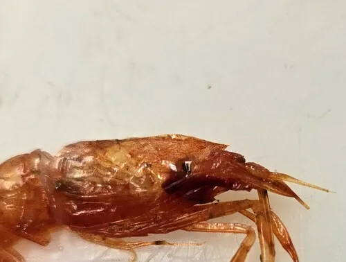 Grooveback Shrimp