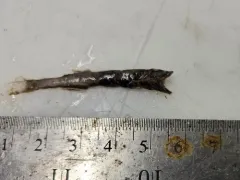 Smalltooth Bristlemouth thumbnail 2