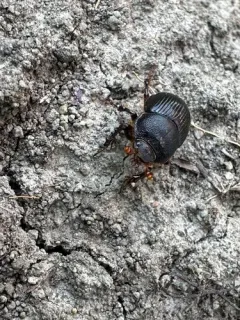 Odonteus falli thumbnail 3