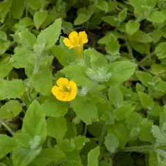 musk monkeyflower thumbnail 4