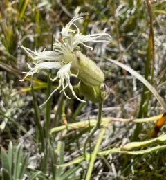 Oregon Campion thumbnail 4