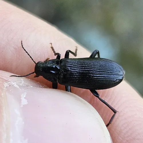 Striated False Darkling Beetle