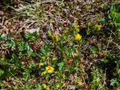 Drummond's cinquefoil thumbnail 4