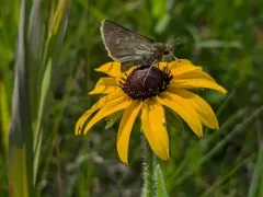 Dakota Skipper thumbnail 2