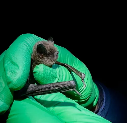 Long-legged Myotis