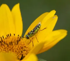 Green Soldier Fly thumbnail 2