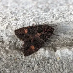 Rusty Shoulder Knot Moth thumbnail 3