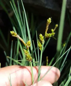 Mackenzie's sedge thumbnail 4