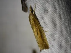 Thopeutis forbesellus thumbnail 4
