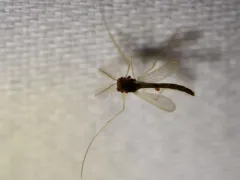 Phaenopsectra flavipes thumbnail 2