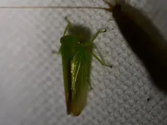 Idiocerus raphus thumbnail 2