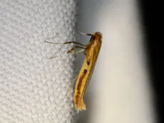 Tick-Trefoil Caloptilia Moth thumbnail 4