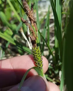 swinging sedge thumbnail 3