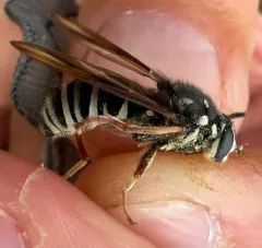 Black-banded Falsehorn thumbnail 3