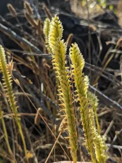Western Ladies' Tresses thumbnail 3