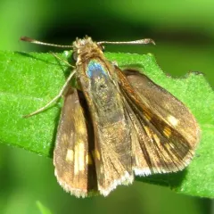 Peck's Skipper thumbnail 1