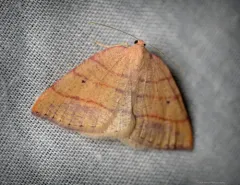 Drepanulatrix carnearia thumbnail 3