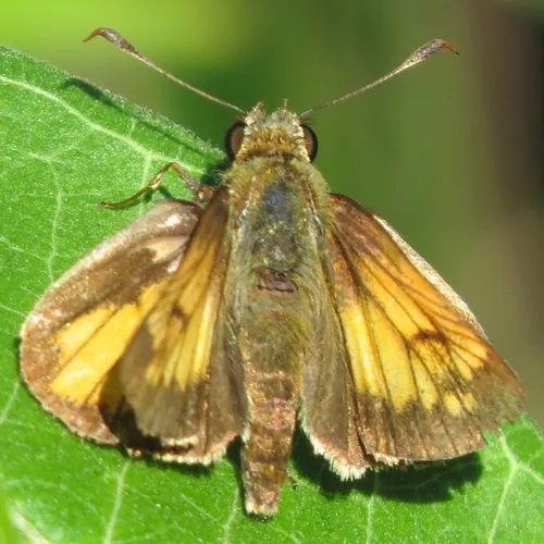 Hobomok Skipper