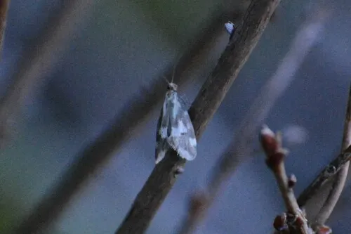 Greya obscuromaculata