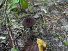 Inocybe tahquamenonensis thumbnail 4