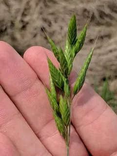 Bald Brome thumbnail 2