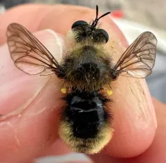 Remarkable Laphria thumbnail 3