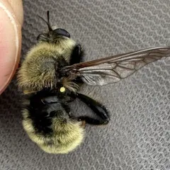 Boreal Laphria thumbnail 3