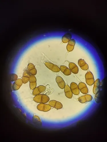 Puccinia sherardiana