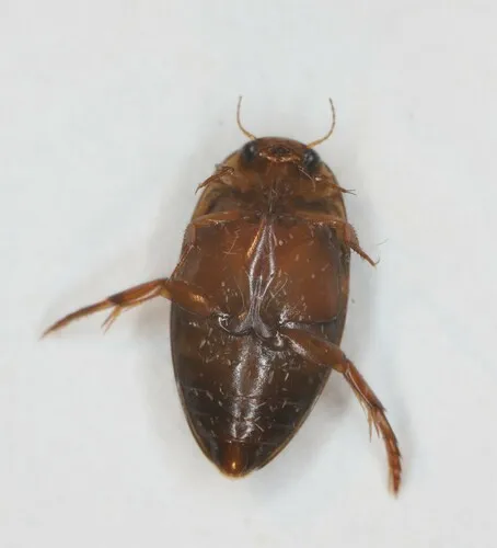 Coptotomus longulus