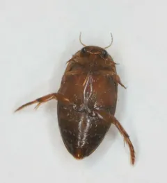 Coptotomus longulus thumbnail 1