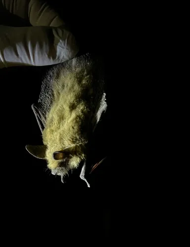 Fringed Myotis