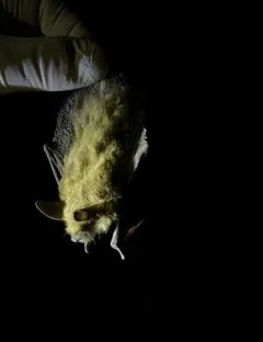 Fringed Myotis thumbnail 1