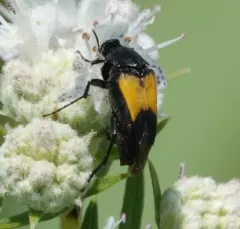Macrosiagon dimidiata thumbnail 3