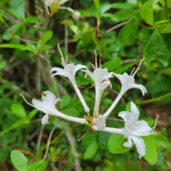 swamp azalea thumbnail 1