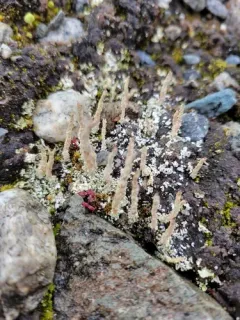 Acutetip Cup Lichen thumbnail 1