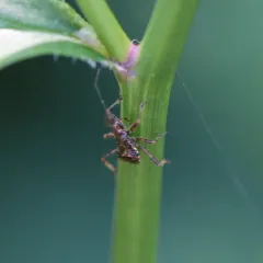 Tree Damsel Bug thumbnail 3