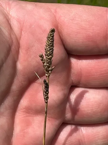 Hall's Sedge