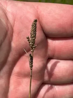 Hall's Sedge thumbnail 1