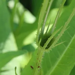 Rose Aphid thumbnail 3