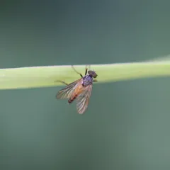 Rhagio maculifer thumbnail 4